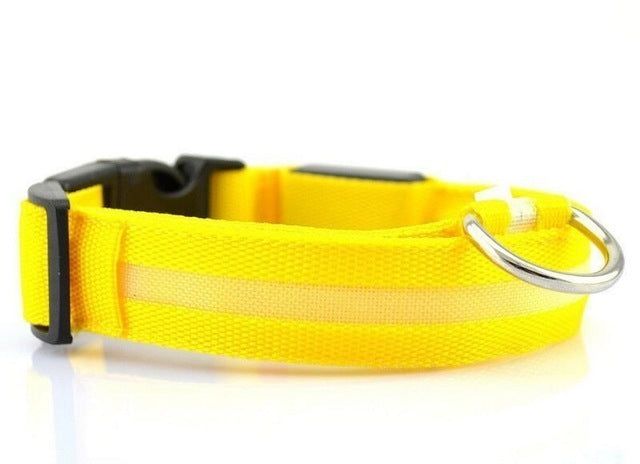 Stella’s Favorite: USB Rechargeable LED Dog Collar