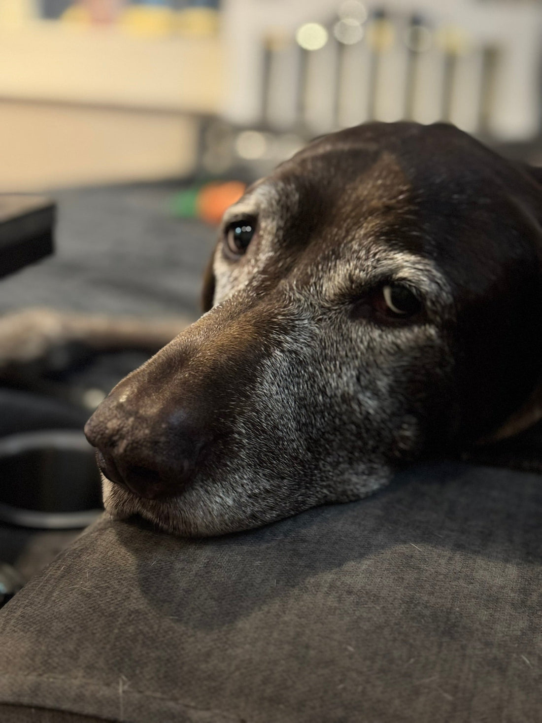 Stella’s Story: Aging with Sass and Grace