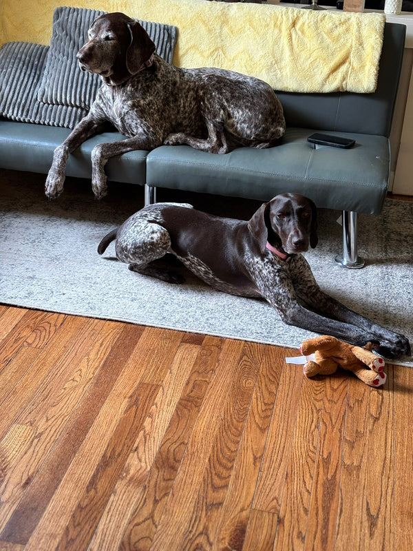 CBD for Your Dog’s Skin & Coat: Soothe the Itch, Boost the Shine