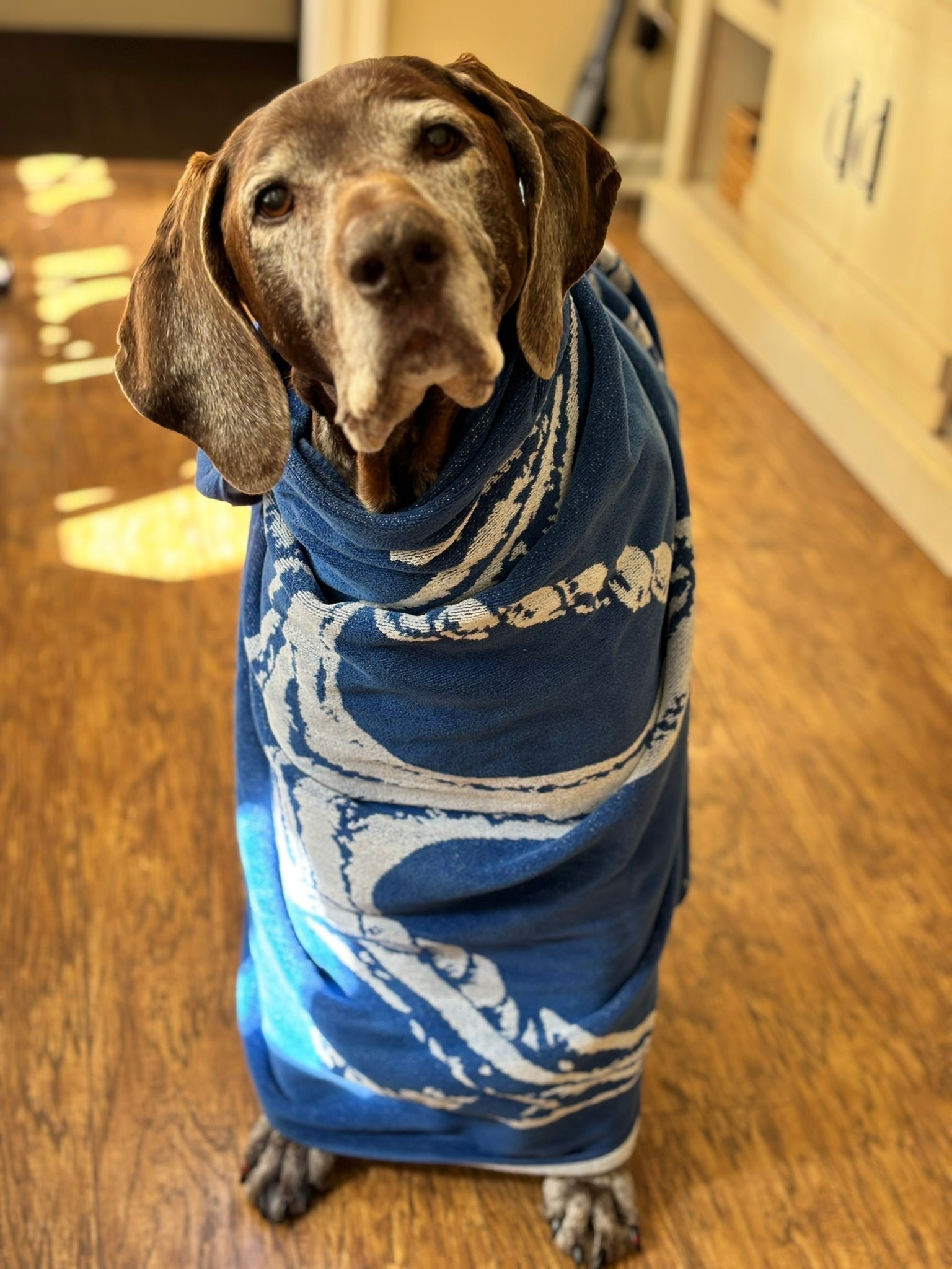 Why Grooming Is So Stressful for Dogs (and How to Make It Easier)