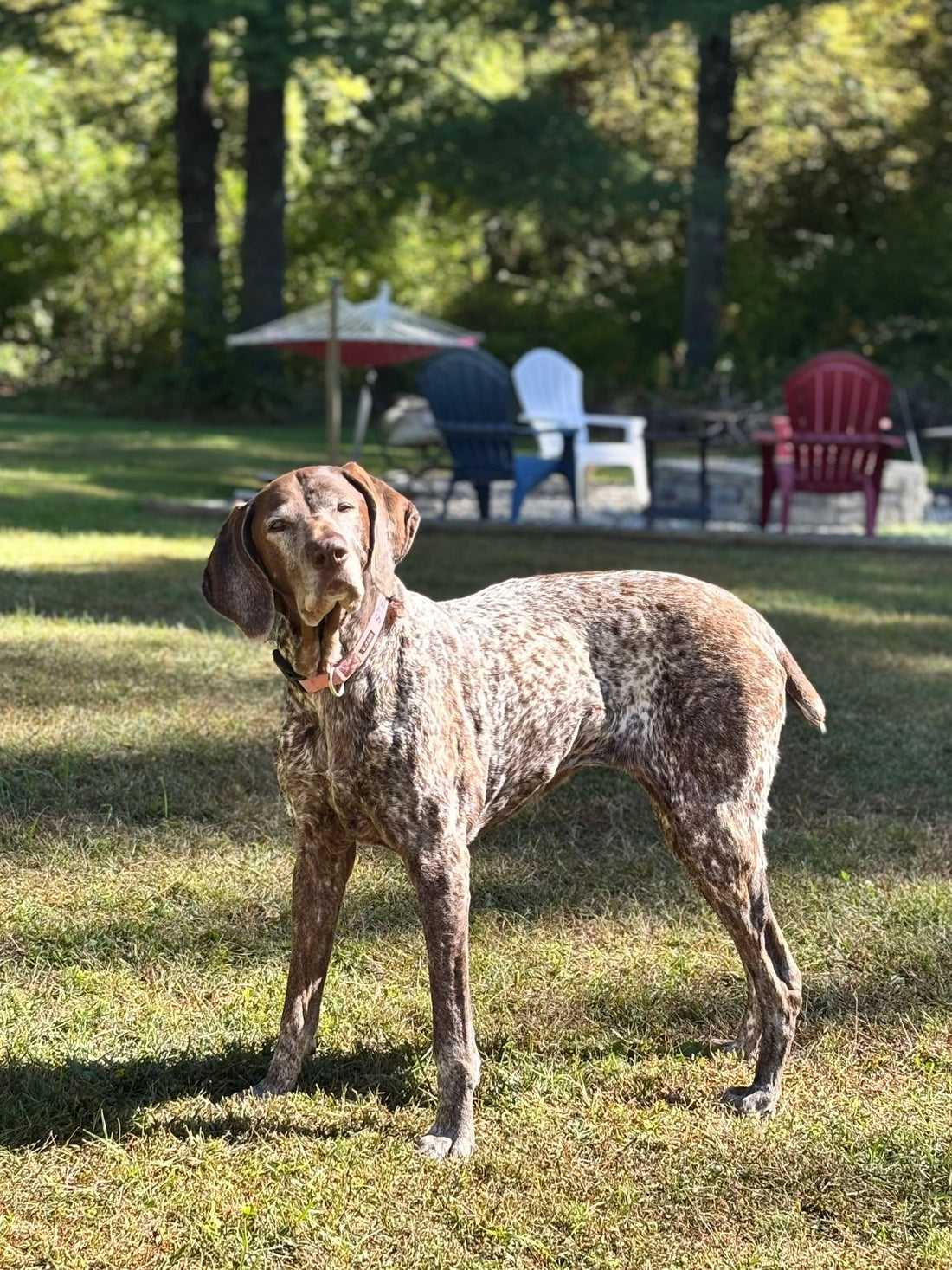 How Senior Dogs Can Age With Attitude: Natural Wellness Tips