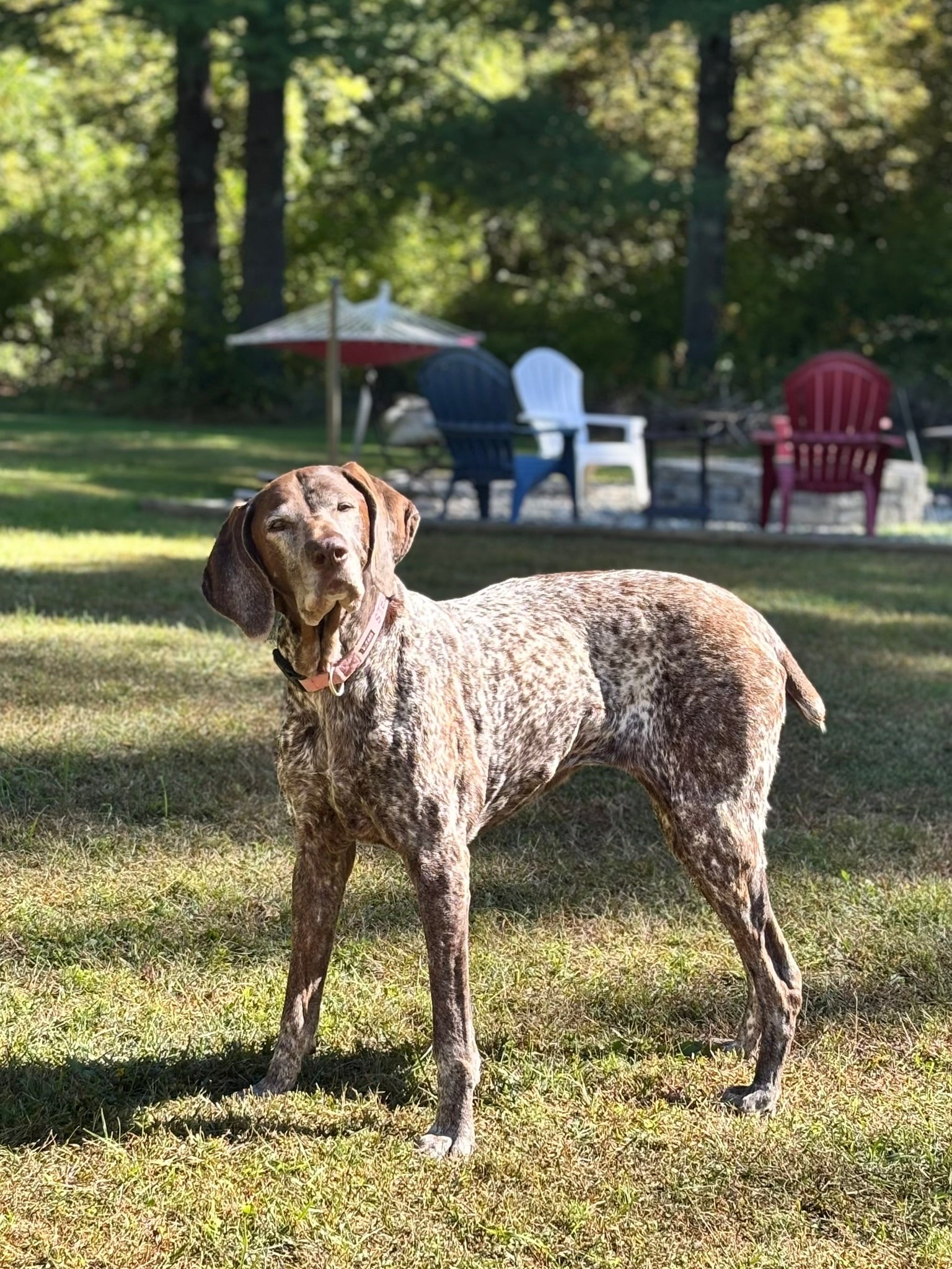 11-Year-Old Dog Shocks Her Vet After This Simple Change