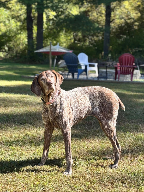 11-Year-Old Dog Shocks Her Vet After This Simple Change