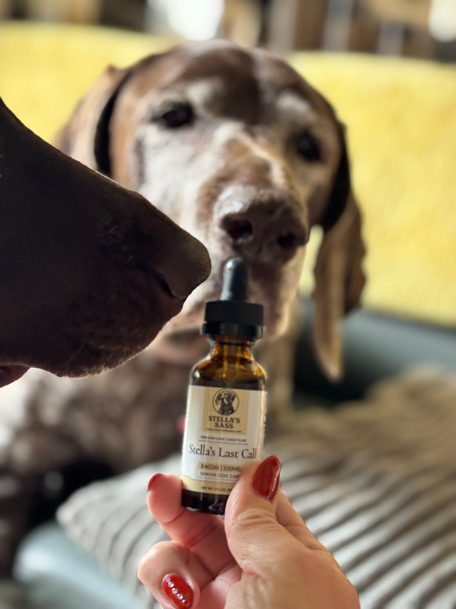 🌿 Hemp Oil vs. CBD Oil for Dogs — What’s the Real Difference?