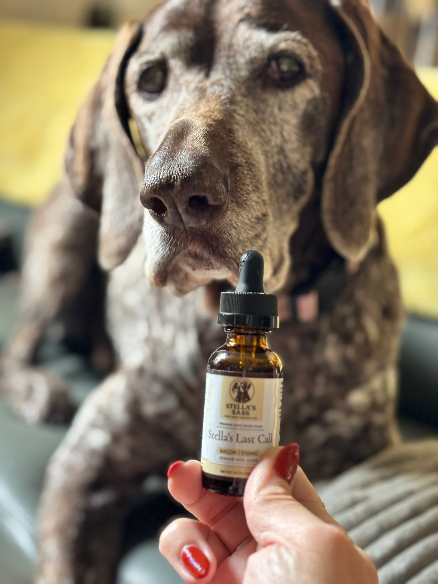 The Power of Full-Spectrum CBD for Dogs—From Puppies to Seniors