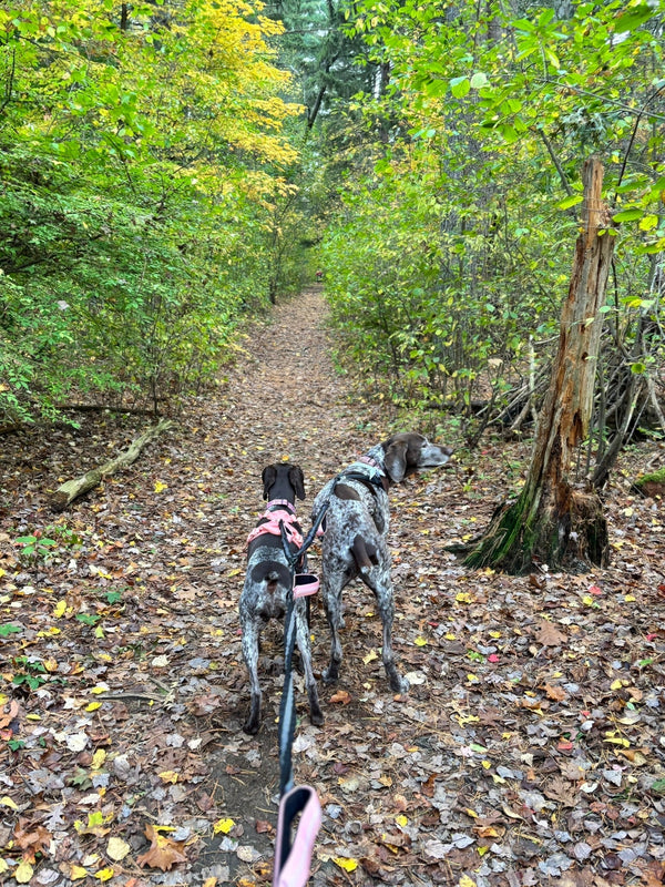 🕓 Why Consistency Is Key: How Daily CBD Helps Dogs Thrive Naturally