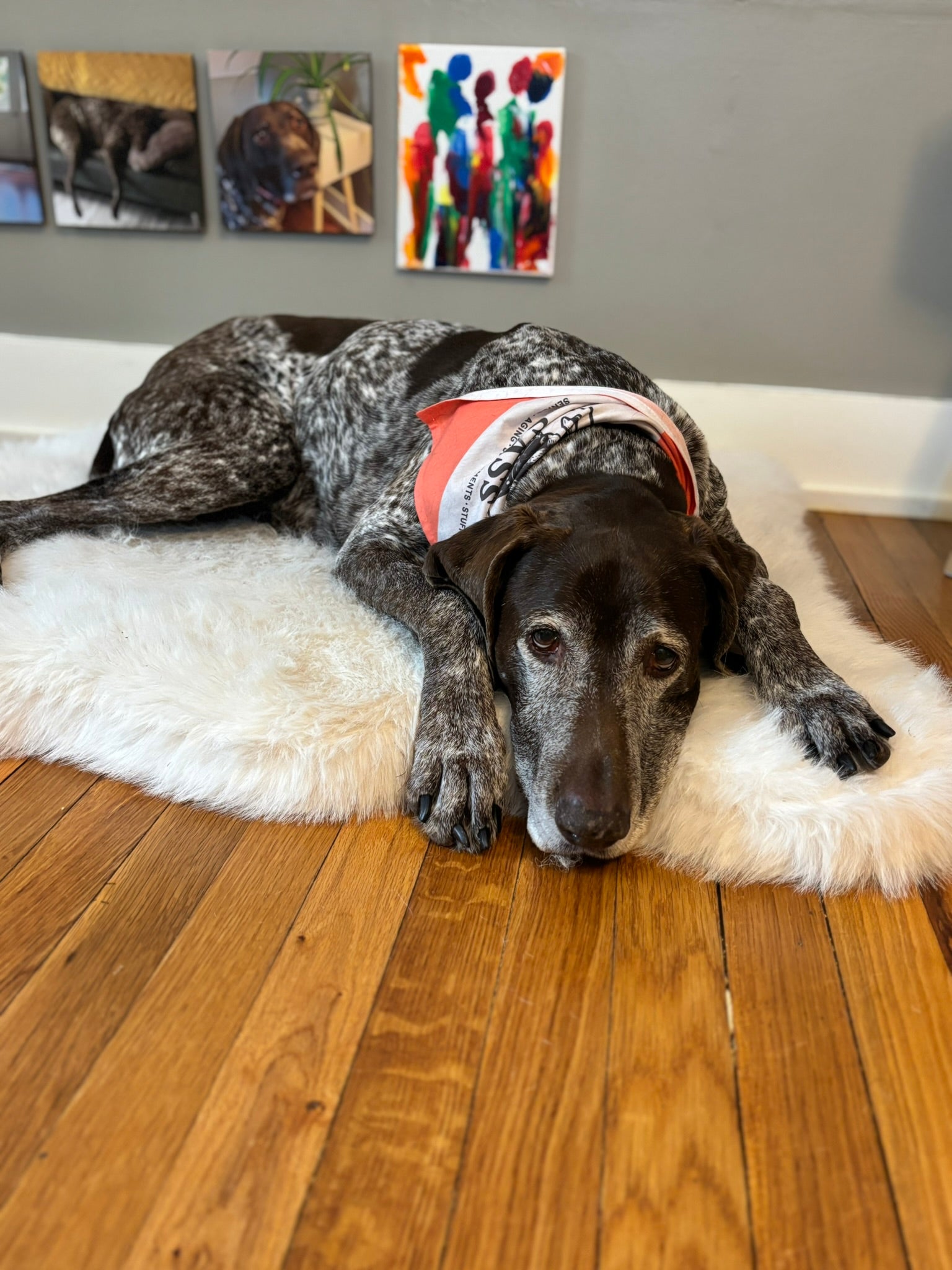 When Your Dog Starts Slowing Down: Comfort Tips for Senior Dogs