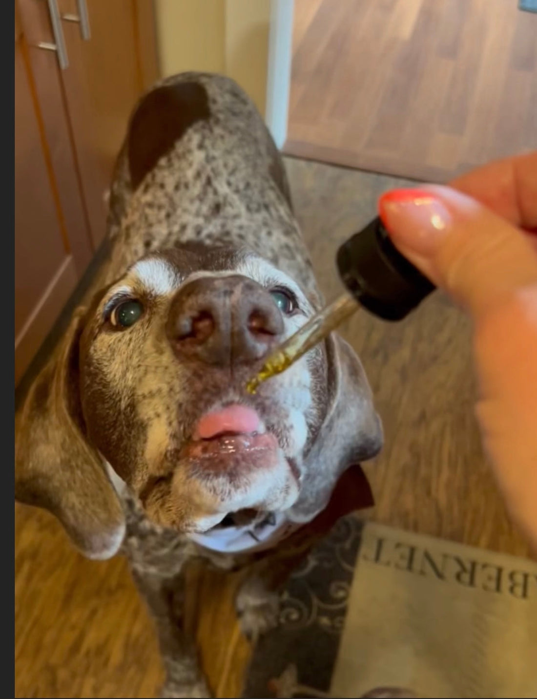 How to Choose the Right Natural Wellness Support for Your Dog