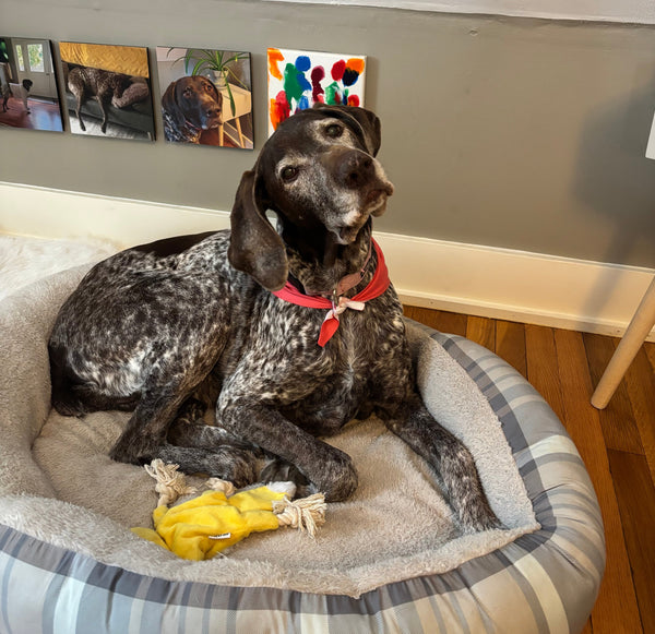 Little Things That Make Big Days: Tiny Joys for Senior Dogs