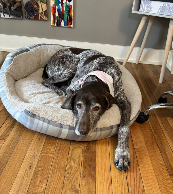 When Your Senior Dog Seems Restless, Anxious, or Uncomfortable