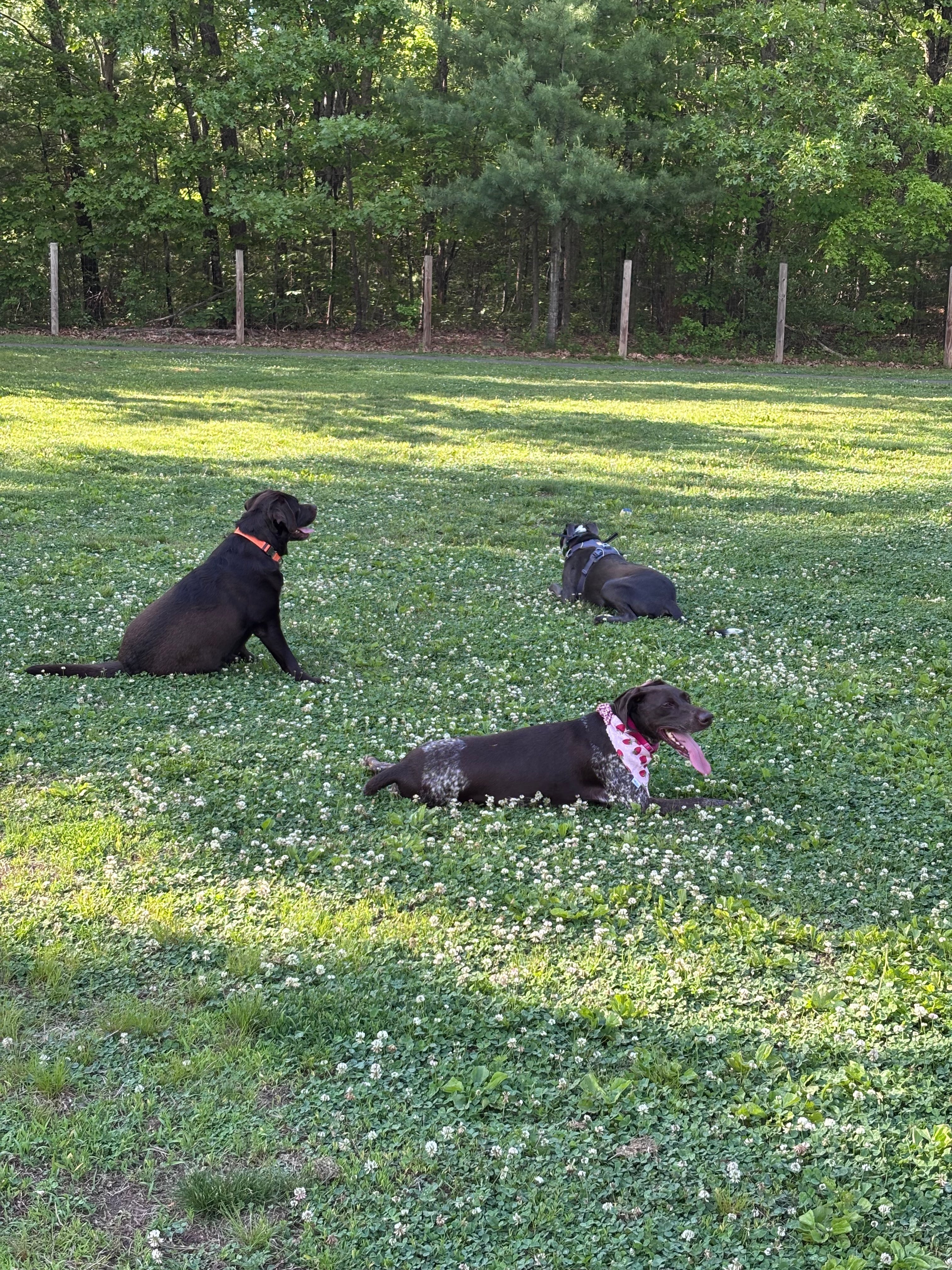 Why Do Dogs Have an Endocannabinoid System? Understanding the Science Behind Canine Wellness