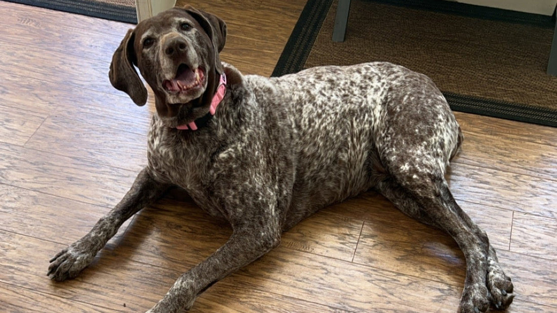 🐾 5 Signs Your Senior Dog Might Benefit from CBD