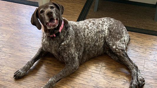 🐾 5 Signs Your Senior Dog Might Benefit from CBD