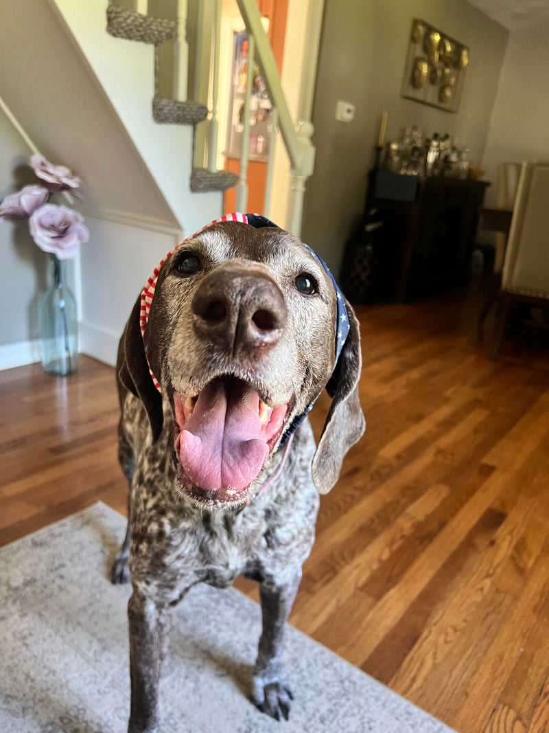 Paws & Hearts Rescue