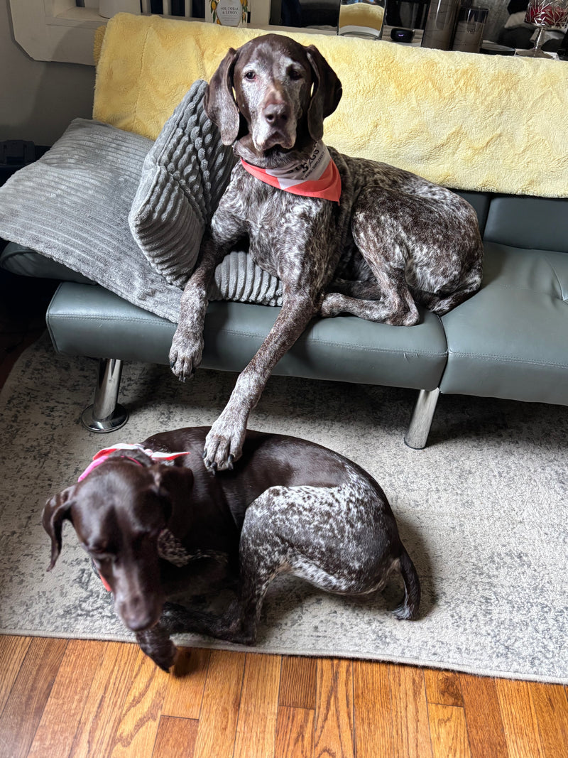 Paws & Hearts Rescue