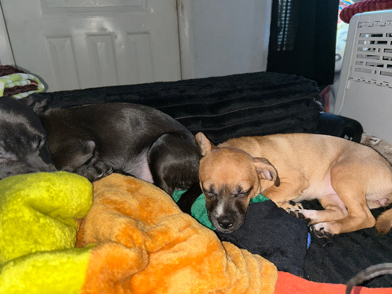 Onyx & Kimoni's Story