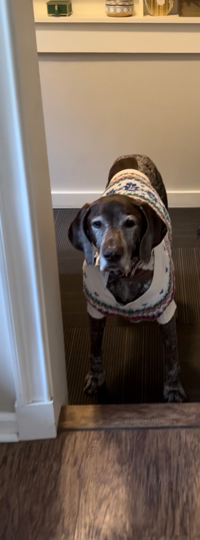 Sweater Weather, Whether She Liked It or Not — Stella's Old Navy Sweater 🍂👑