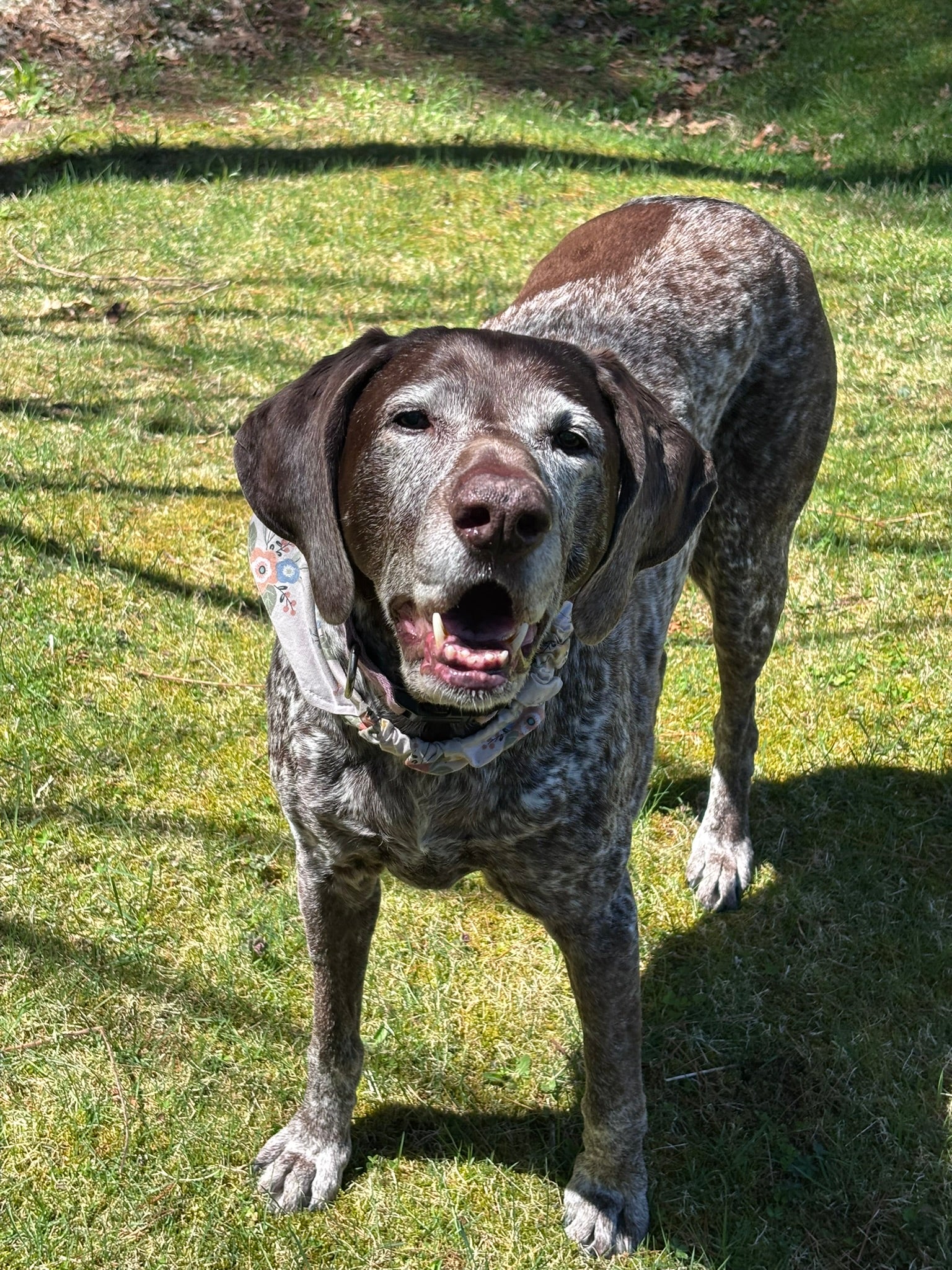 Stella Strong Fund 🐾