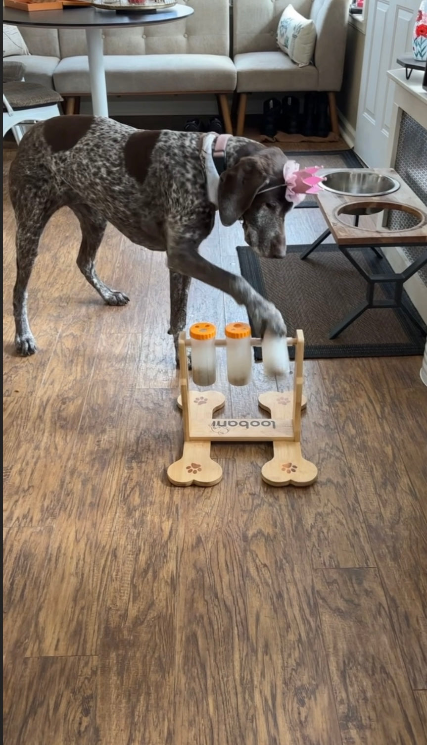Stella's Famous Treat Casino — The Queen's Jackpot 🎰🐾