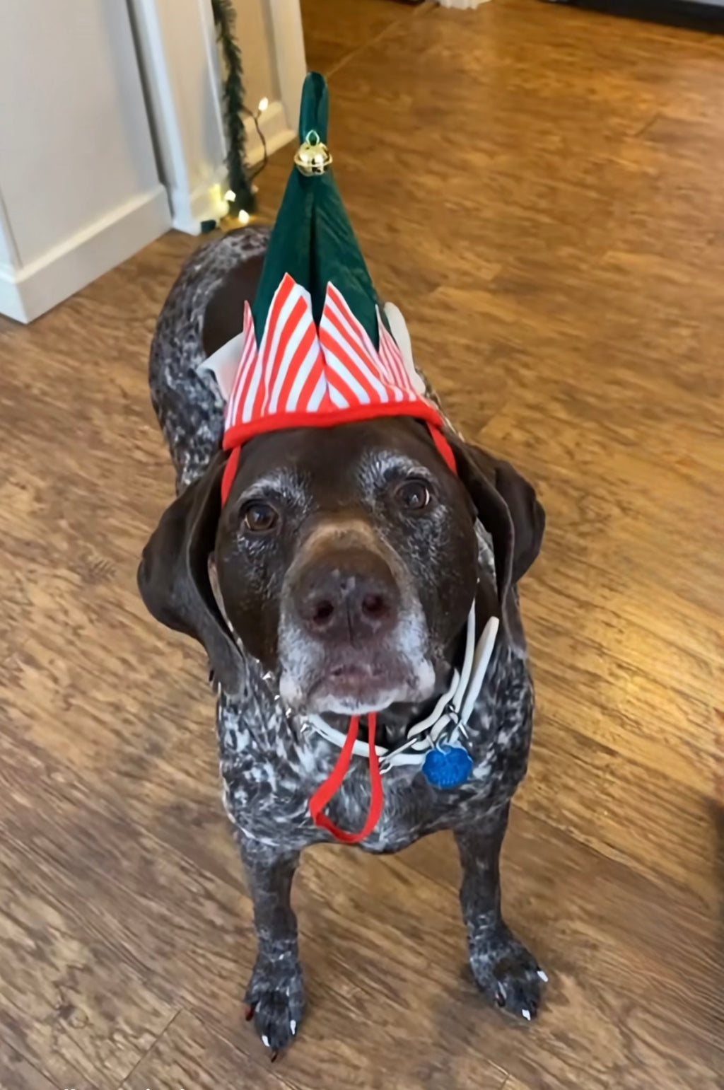 Santa's Sassiest Elf — Stella's Christmas Elf Hat 🎄