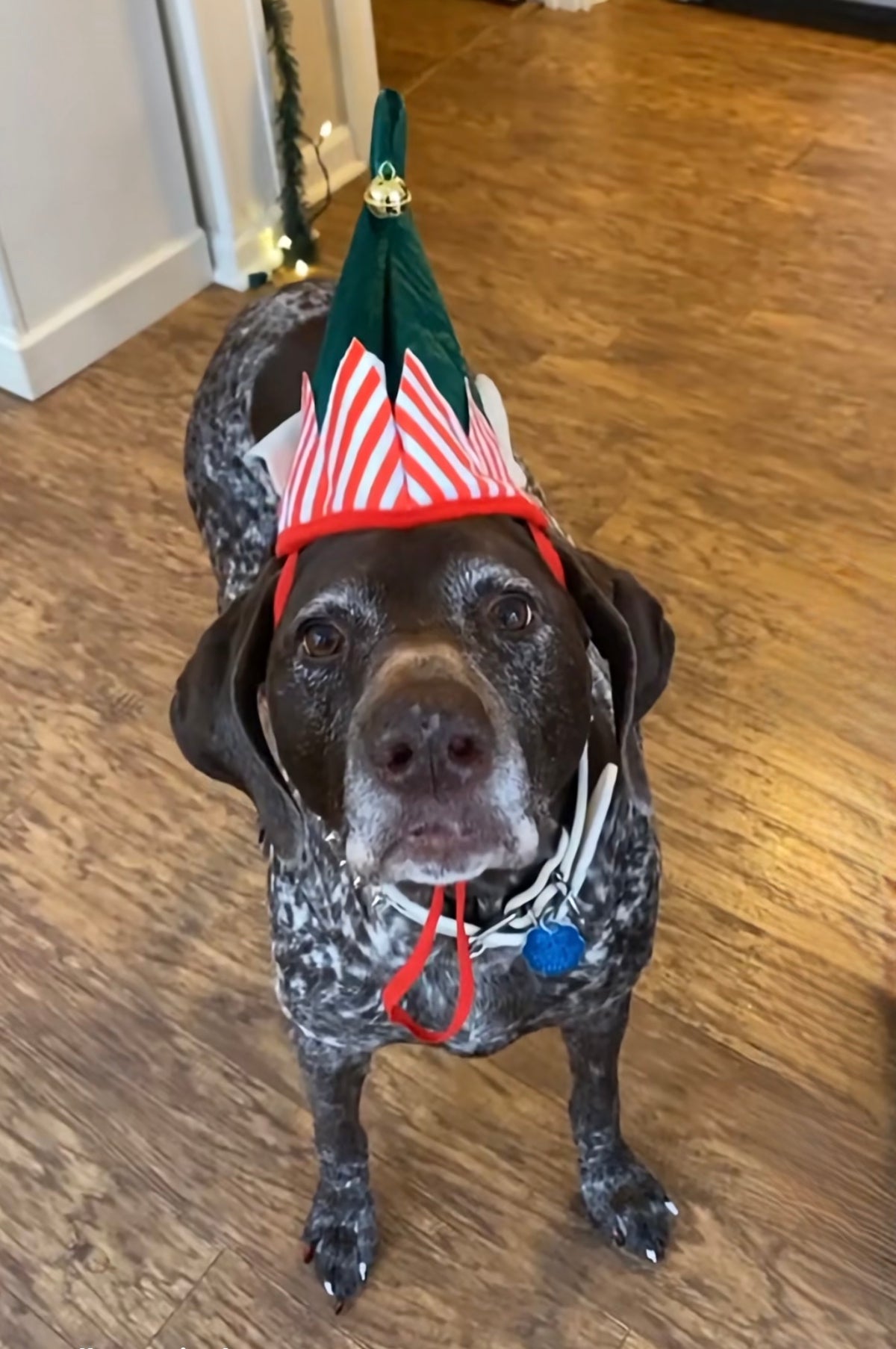 Santa's Sassiest Elf — Stella's Christmas Elf Hat 🎄