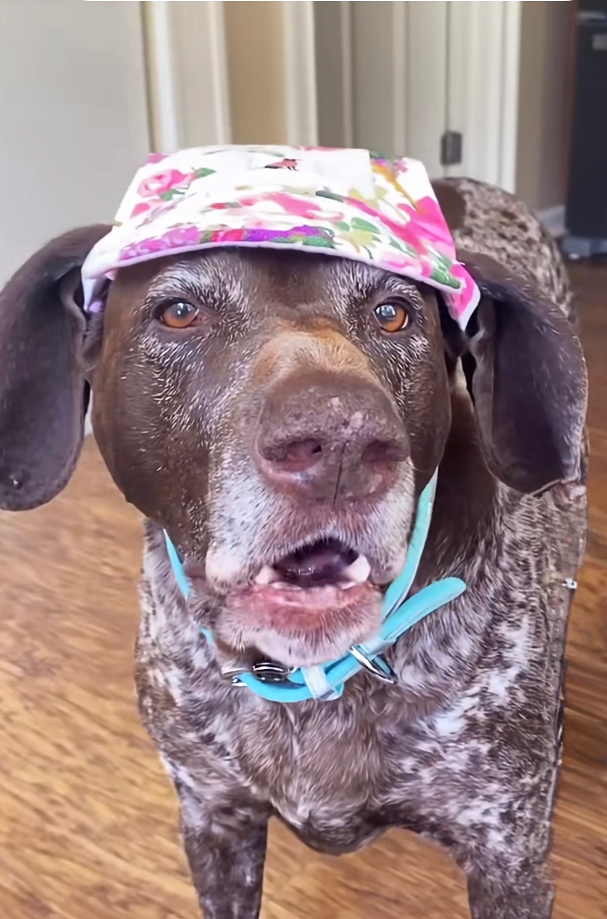Stella's Spring Fling — The Hat She Never Asked For! 🌸😂