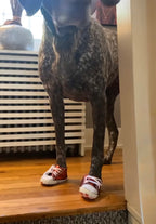 Stella's Red Carpet Walk — The Sneakers That Stole the Show! 👟😂