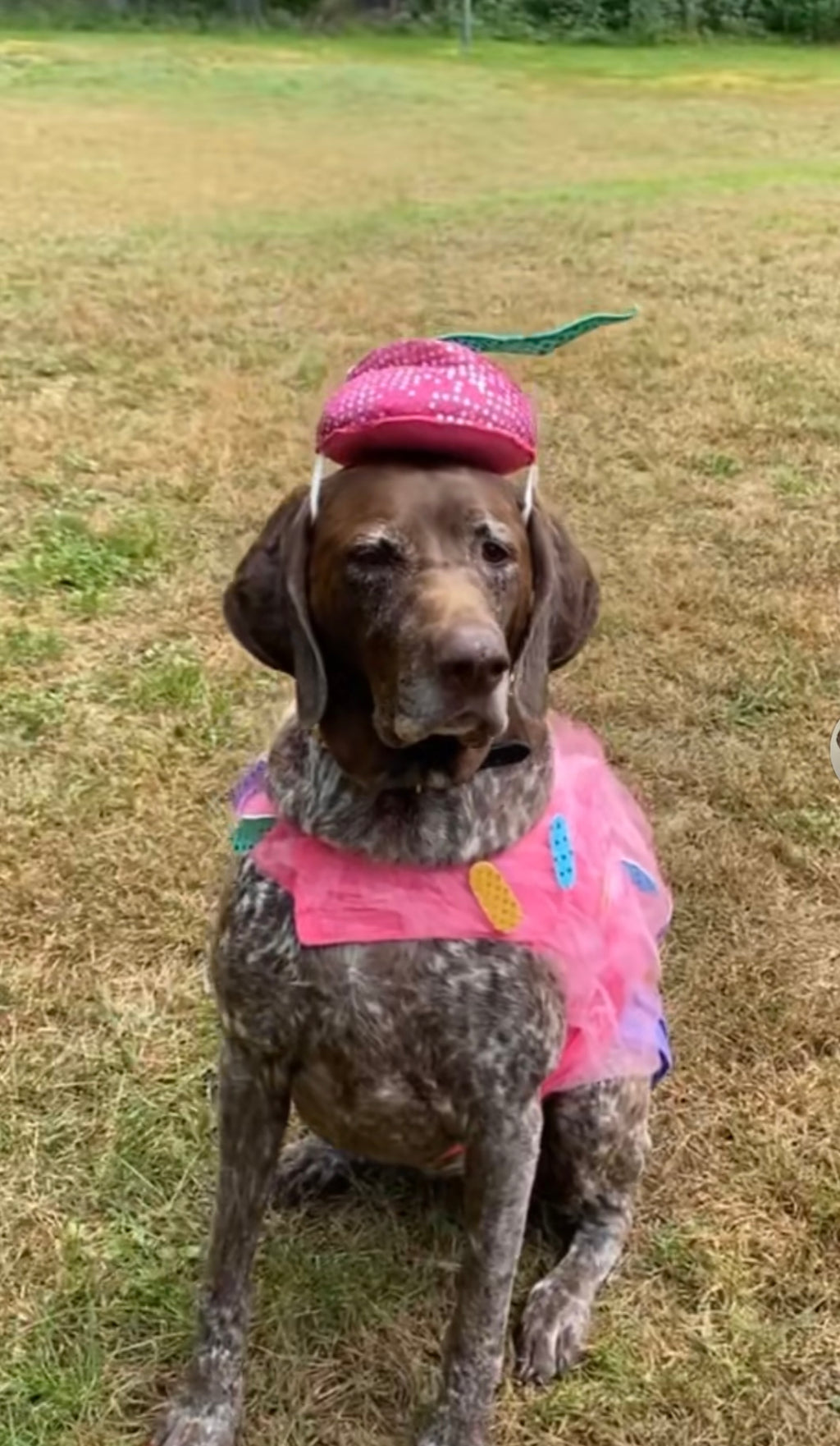 Stella's Sweetest Sass — The Cupcake Queen! 🧁👑