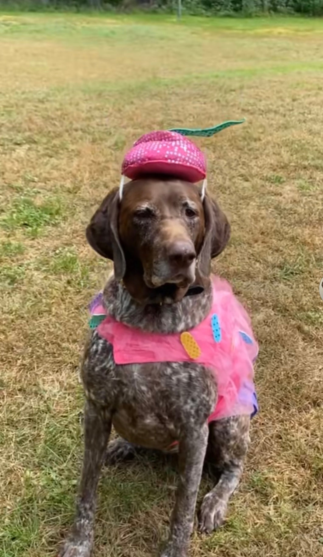 Stella's Sweetest Sass — The Cupcake Queen! 🧁👑