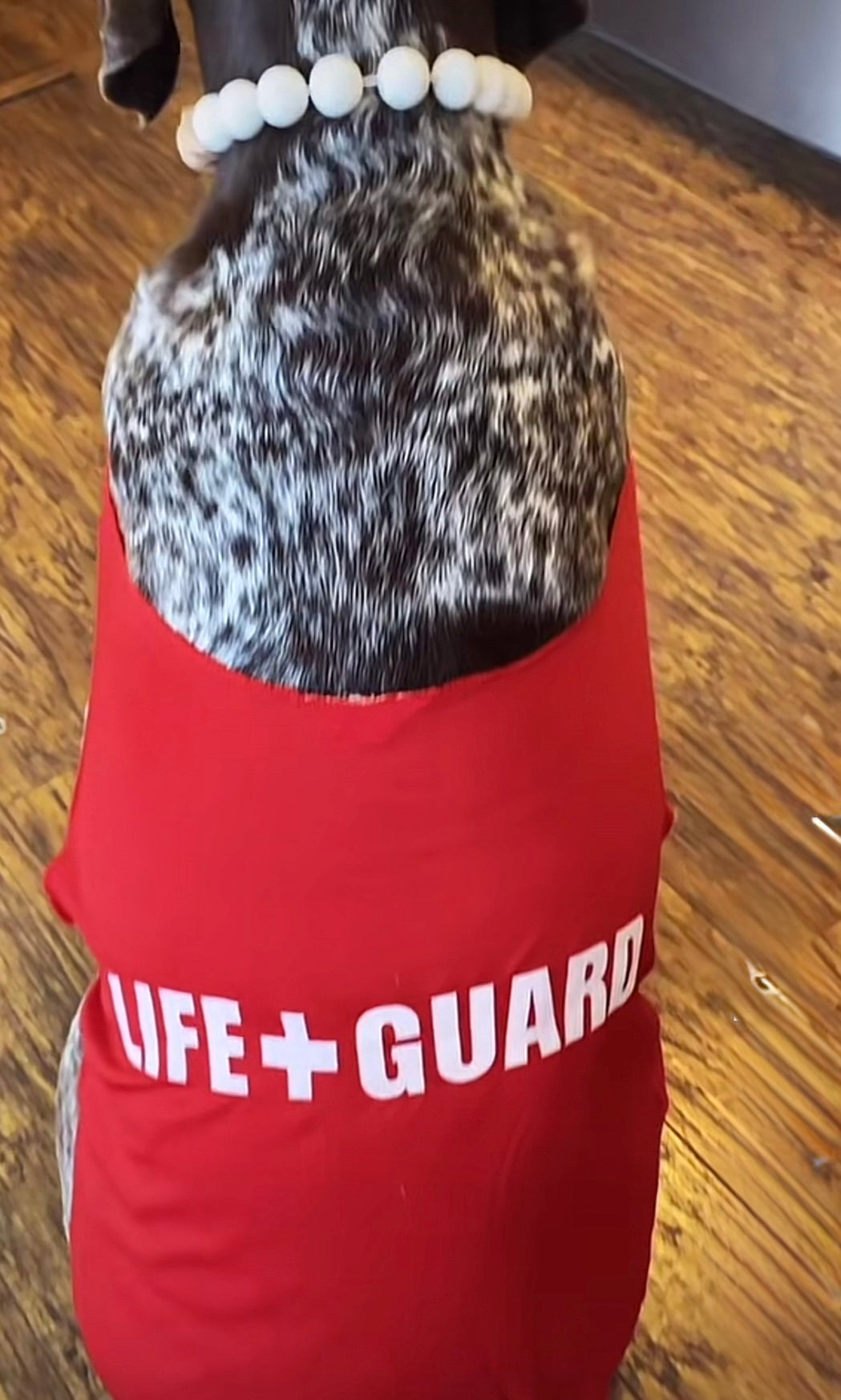 Baywatch Babe — Stella's Lifeguard Costume ❤️🏖️