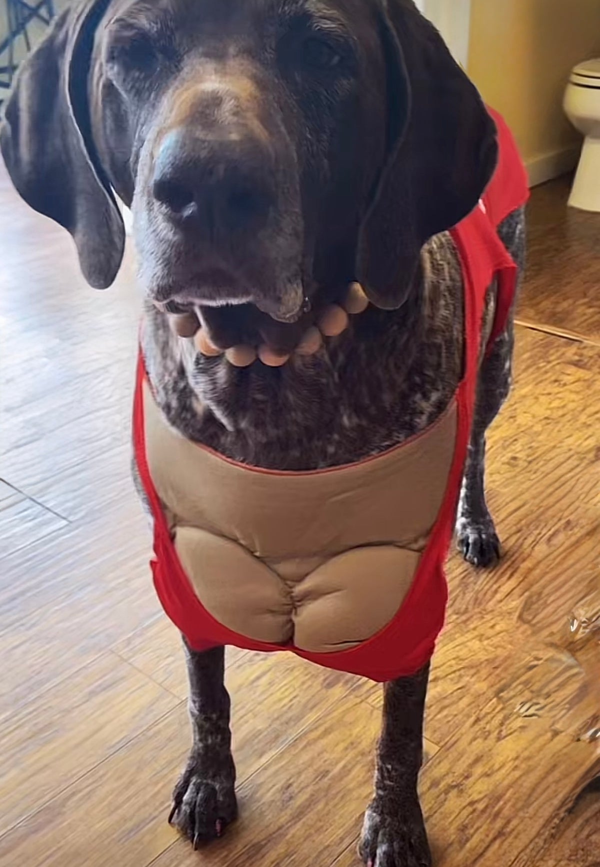 Baywatch Babe — Stella's Lifeguard Costume ❤️🏖️