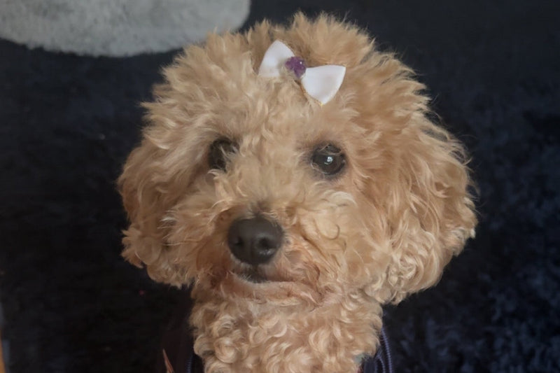 Coco's Story