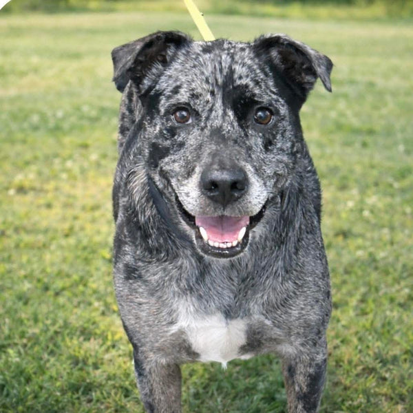 Rippley's Journey