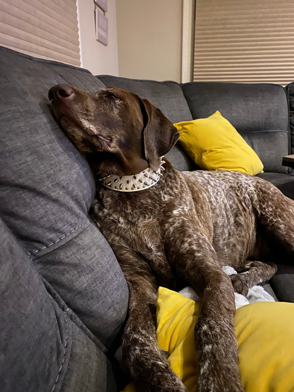 Stella's White Studded Diva Collar 🤍👑