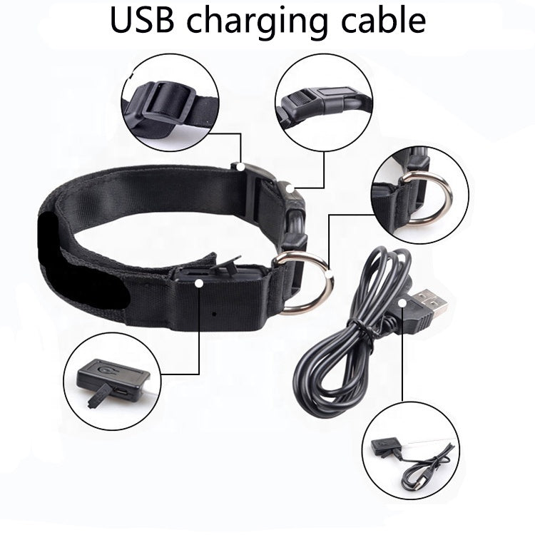 Stella’s Favorite: USB Rechargeable LED Dog Collar