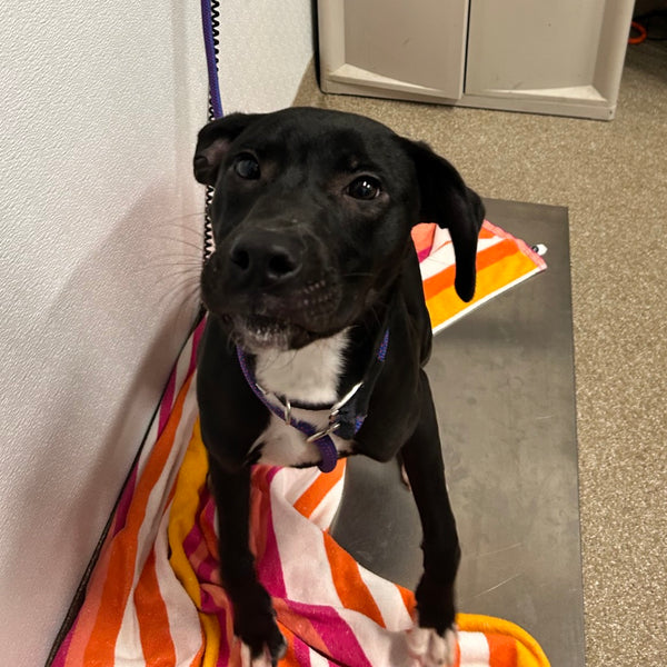 Petey's Journey
