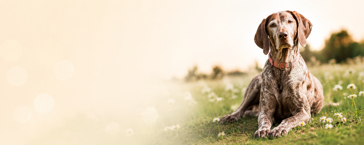 Helping Dogs Feel Their Best—Naturally.